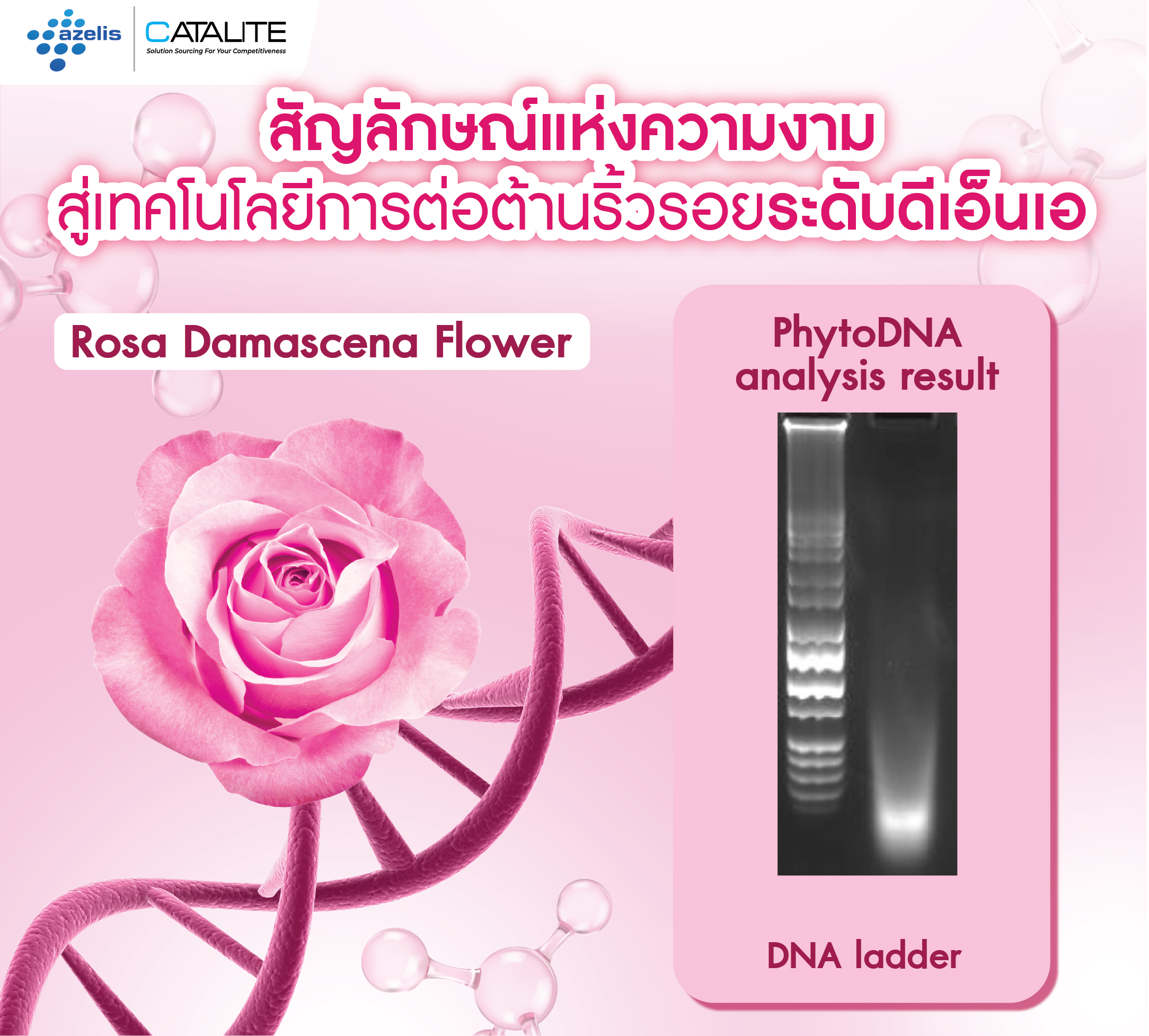 PhytoDNA Rose 12