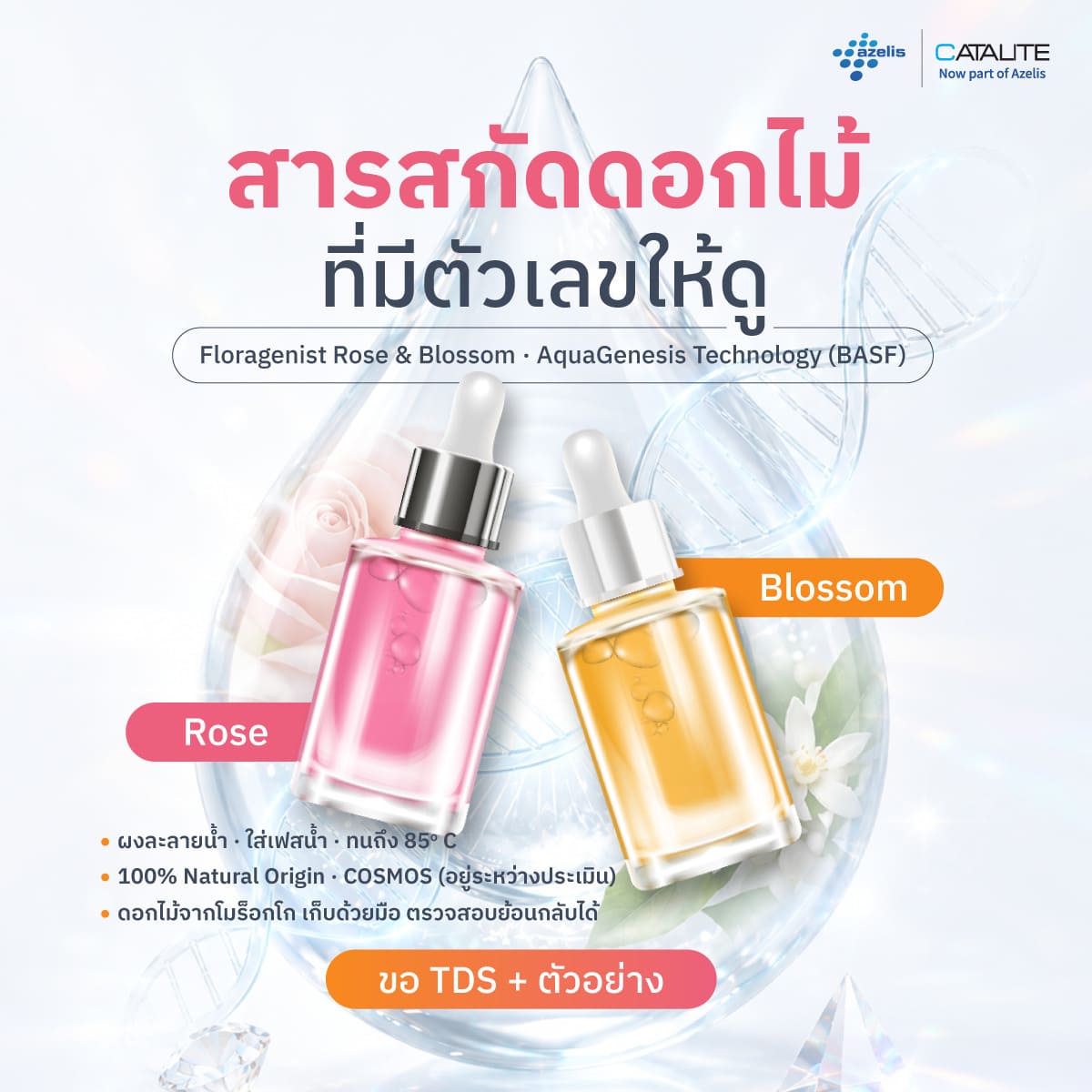 Floragenist Rose และ Floragenist Blossom