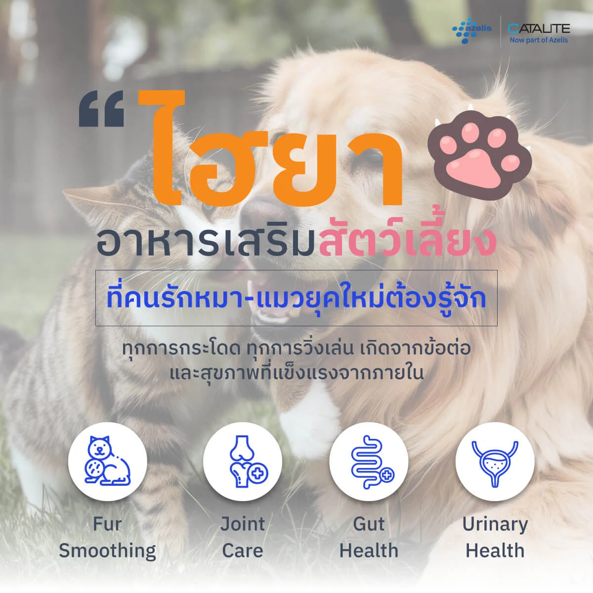สุนัขและแมวมีความสุข สุขภาพดีจากอาหารเสริมไฮยาลูรอนิก