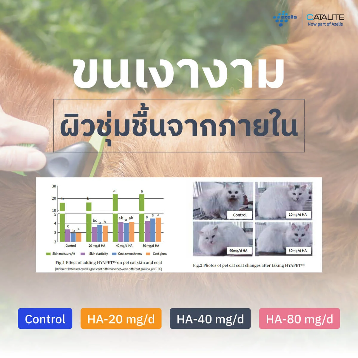 ภาพก่อนหลังขนแมวหลังได้รับไฮยาลูรอนิก 4 กลุ่มทดลอง