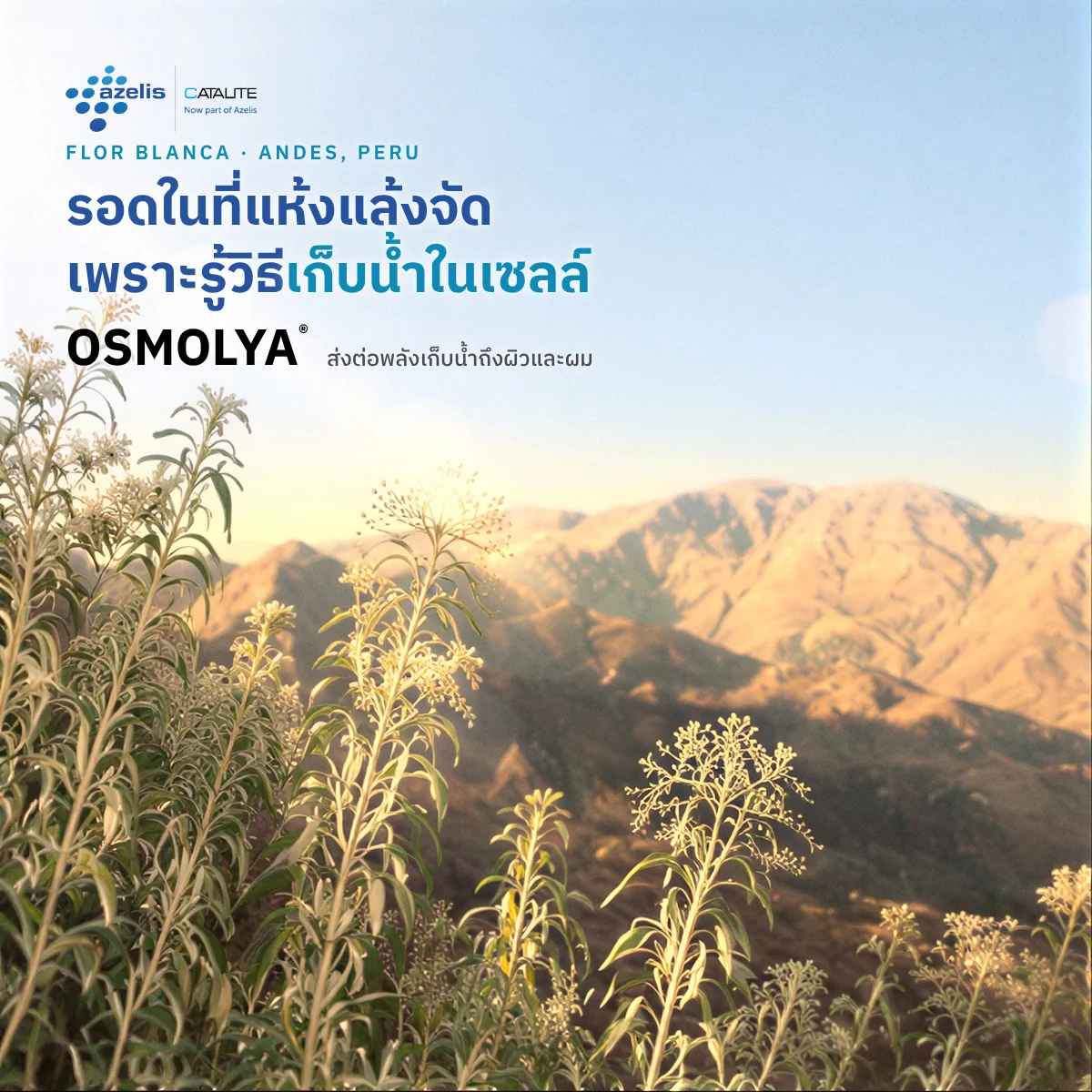 OSMOLYA® ดอก Flor blanca (Iresine weberbaueri) จากเทือกเขาแอนดีส ทำงานได้ทั้งผิวและผม (Dual Action)
